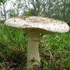 Amanita vittadinii P1020810